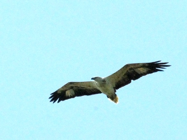 ② シロハラウミワシ　若鳥　イーグル・スクエア　ランカウイ　マレーシア　Eagle Square, Langkawi, Malaysia　　2010/05/31　Photo by Kohyuh