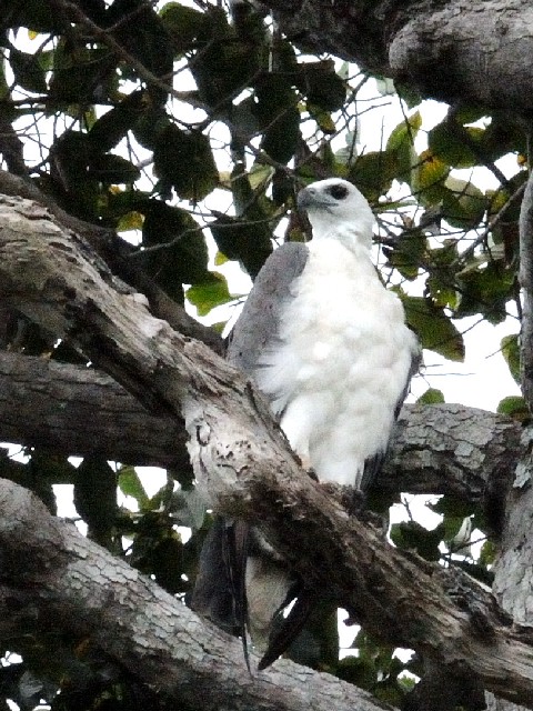 ① シロハラウミワシ　成鳥　ザ・ダタイ近郊　ランカウイ　マレーシア　near by The Datai, Langkawi, Malaysia　2010/06/01　Photo by Kohyuh