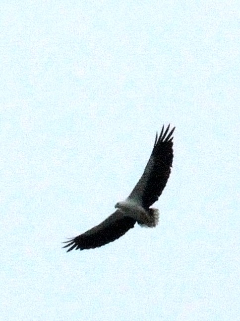 ③ シロハラウミワシ　成鳥　ザ・ダタイ近郊　ランカウイ　マレーシア　near by The Datai, Langkawi, Malaysia　2010/06/01　Photo by Kohyuh