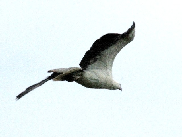 ④ シロハラウミワシ　成鳥　ザ・ダタイ近郊　ランカウイ　マレーシア　near by The Datai, Langkawi, Malaysia　2010/06/01　Photo by Kohyuh