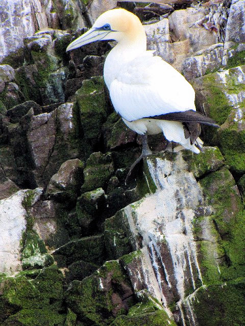 A VJcIh@@ĉH@oXbN@GWo@Bass Rock, Edinburgh@2009/05/17@Photo by Kohyuh