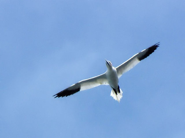 E VJcIh@@ĉH@oXbN@GWo@Bass Rock, Edinburgh@2009/05/17@Photo by Kohyuh