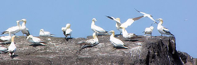 F VJcIȟQ@@XPbO@ACh@Little Skellig, Ireland@2009/06/04@Photo by Kohyuh