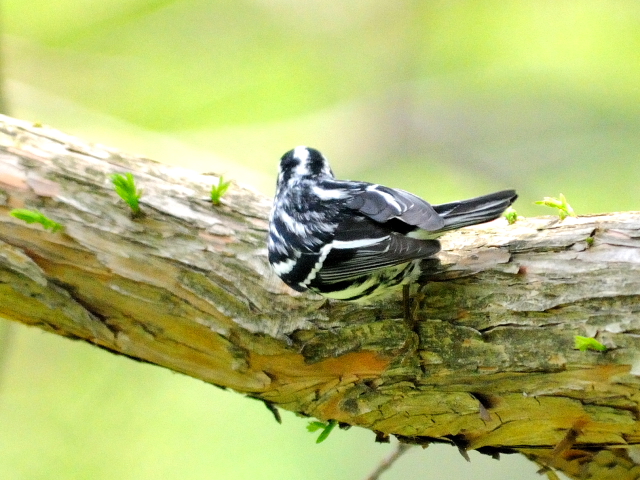 ④ シロクロアメリカムシクイ ♂　成鳥　ボストンコモン　ボストン　米国　Boston Common, Boston, America　2013/05/15　Photo by Kohyuh