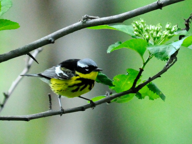 ① シロオビアメリカムシクイ ♂　夏羽　成鳥　セントラル・パーク　ニューヨーク　米国　Newyork, America　2013/05/13　Photo by Kohyuh