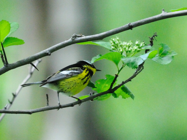 ② シロオビアメリカムシクイ ♂　夏羽　成鳥　セントラル・パーク　ニューヨーク　米国　Newyork, America　2013/05/13　Photo by Kohyuh