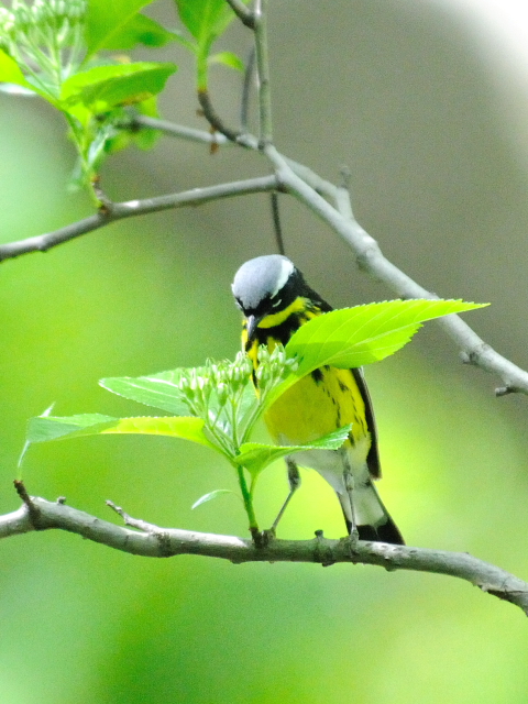 ③ シロオビアメリカムシクイ ♂　夏羽　成鳥　セントラル・パーク　ニューヨーク　米国　Newyork, America　2013/05/13　Photo by Kohyuh