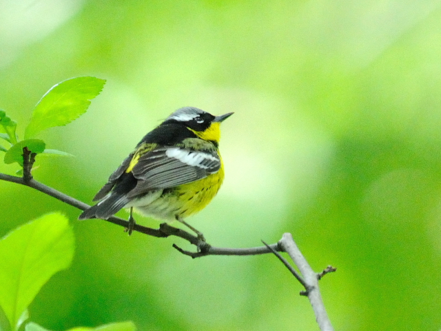 ④ シロオビアメリカムシクイ ♂　夏羽　成鳥　セントラル・パーク　ニューヨーク　米国　Newyork, America　2013/05/13　Photo by Kohyuh