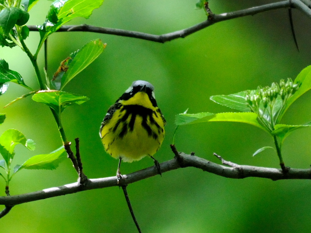 ⑤ シロオビアメリカムシクイ ♂　夏羽　成鳥　セントラル・パーク　ニューヨーク　米国　Newyork, America　2013/05/13　Photo by Kohyuh