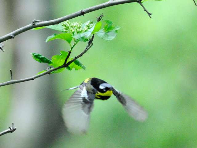 ⑥ シロオビアメリカムシクイ ♂　夏羽　成鳥　セントラル・パーク　ニューヨーク　米国　Newyork, America　2013/05/13　Photo by Kohyuh