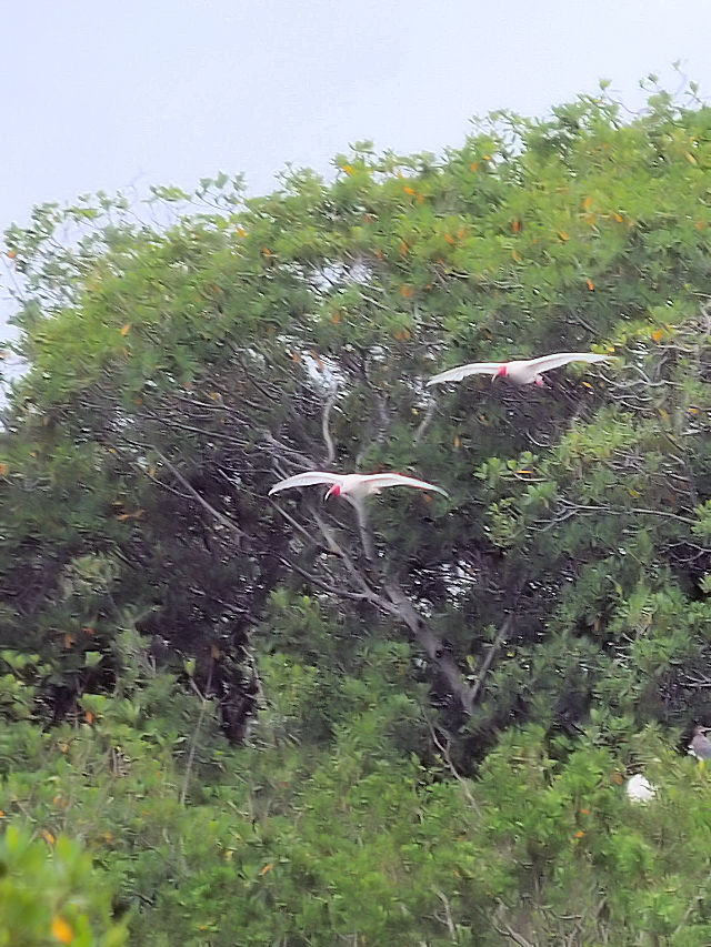 シロトキのコロニー2　マイアミ近郊　フロリダ　米国　near by Miami, Florida, USA　2013/06/05　Photo by Kohyuh