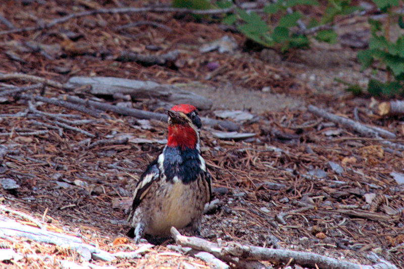 シルスイキツツキ（４態）　成鳥（♂）　ロッキーマウンテン国立公園　米国　Rocky Mountain National Park, USA　2013/07/02　Photo by Kohyuh