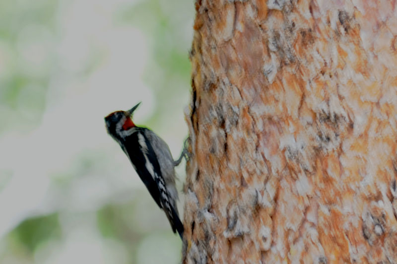 シルスイキツツキ（４態）　成鳥（♂）　ロッキーマウンテン国立公園　米国　Rocky Mountain National Park, USA　2013/07/02　Photo by Kohyuh