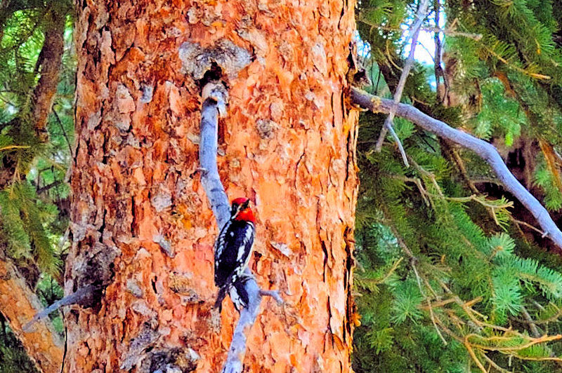 シルスイキツツキ（４態）　成鳥（♂）　ロッキーマウンテン国立公園　米国　Rocky Mountain National Park, USA　2013/07/02　Photo by Kohyuh