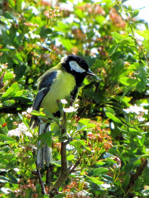 ①  シジュウカラ　成鳥　　バレン高原　アイルランド　The Burren, Ireland　2009/06/06　Photo by Kohyuh