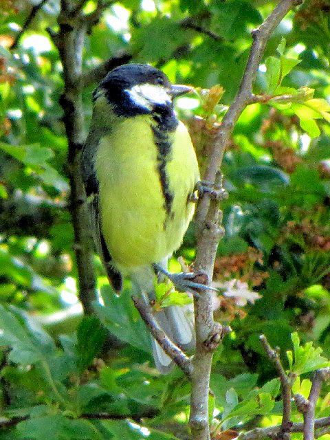 ② シジュウカラ　成鳥　　バレン高原　アイルランド　The Burren, Ireland　2009/06/06　Photo by Kohyuh