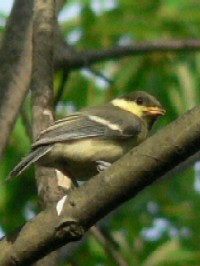 ジジュウカラの若鳥