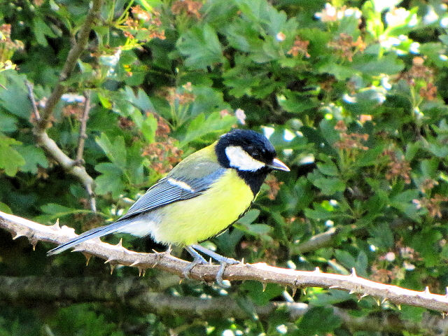 ③  シジュウカラ　成鳥　　バレン高原　アイルランド　The Burren, Ireland　2009/06/06　Photo by Kohyuh