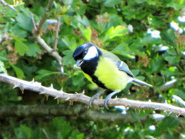 ④  シジュウカラ　成鳥　　バレン高原　アイルランド　The Burren, Ireland　2009/06/06　Photo by Kohyuh