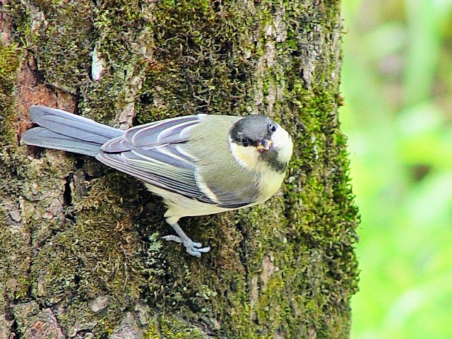 A VWEJ@ᒹ@@Olanesti, Romania@2008/06/16@Photo by Kohyuh