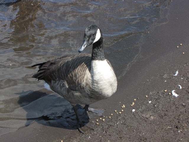 ① シジュウカラガン　成鳥　山中湖　山梨県　2009/09/05　Photo by Kohyuh