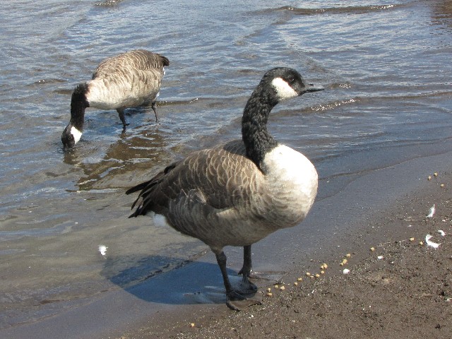 ② シジュウカラガン　成鳥　山中湖　山梨県　2009/09/05　Photo by Kohyuh