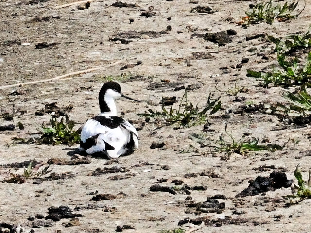 ③ ソリハシセイタカシギ　オースト・バールデルス・プラッセン　オランダ　Oostvaardersplassen, Netherlands　2011/06/04　Photo by Kohyuh