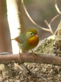 《ソウシチョウ》　写真はクリックで拡大する