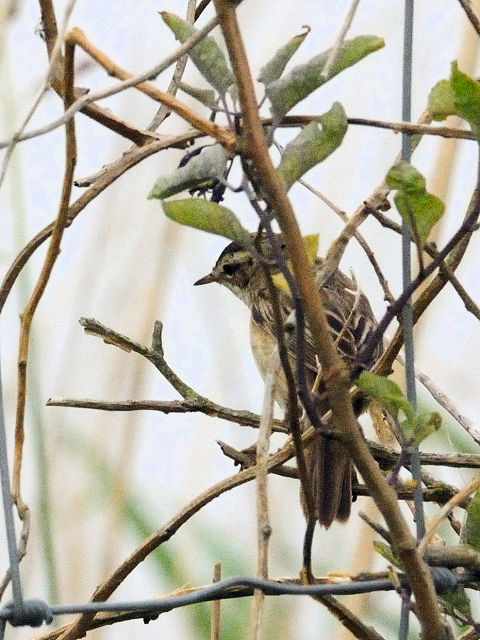 ① スゲヨシキリ　オースト・バールデルス・プラッセン　オランダ　Oostvaardersplassen, Netherlands　2011/06/06　Photo by Kohyuh