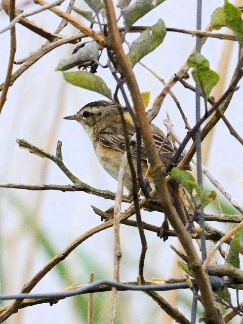 ② スゲヨシキリ　オースト・バールデルス・プラッセン　オランダ　Oostvaardersplassen, Netherlands　2011/06/06　Photo by Kohyuh