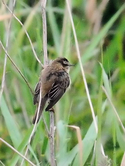 ④ スゲヨシキリ　オースト・バールデルス・プラッセン　オランダ　Oostvaardersplassen, Netherlands　2011/06/06　Photo by Kohyuh