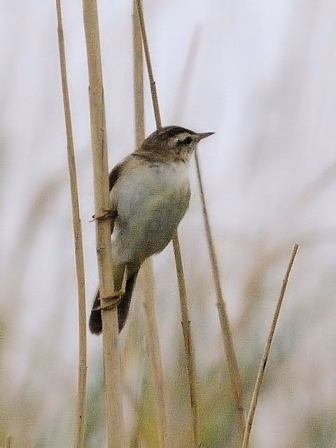 ⑤ スゲヨシキリ　オースト・バールデルス・プラッセン　オランダ　Oostvaardersplassen, Netherlands　2011/06/06　Photo by Kohyuh