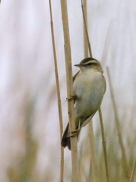 ⑥ スゲヨシキリ　オースト・バールデルス・プラッセン　オランダ　Oostvaardersplassen, Netherlands　2011/06/06　Photo by Kohyuh