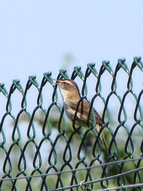 スゲヨシキリ 成鳥　ウェックスフォード野鳥保護区　アイルランド　Wexford Wildfowl Reserve, Ireland　2009/06/01　Photo by Kohyuh