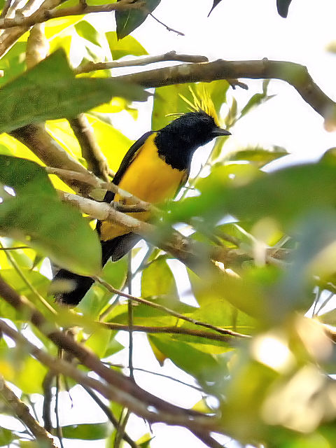 ① サルタンガラ ♂　成鳥　カオヤイ国立公園　タイ　Khao Yai National Park, Thailand　2014/01/28　Photo by Kohyuh