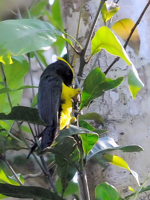 ② サルタンガラ ♂　成鳥　カオヤイ国立公園　タイ　Khao Yai National Park, Thailand　2014/01/28　Photo by Kohyuh