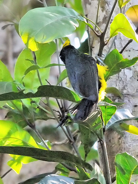 ③ サルタンガラ ♂　成鳥　カオヤイ国立公園　タイ　Khao Yai National Park, Thailand　2014/01/28　Photo by Kohyuh