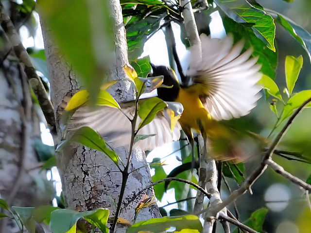 ④ サルタンガラ ♂　成鳥　カオヤイ国立公園　タイ　Khao Yai National Park, Thailand　2014/01/28　Photo by Kohyuh