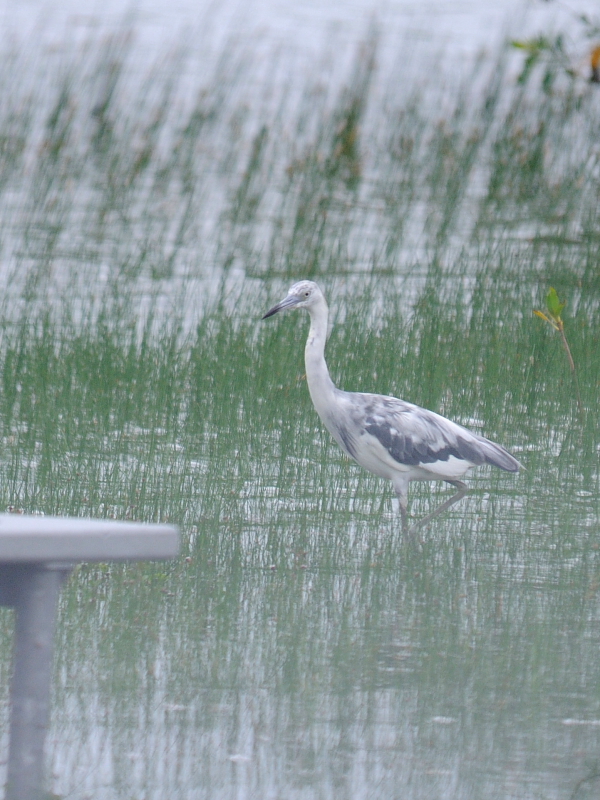 スミレサギ （若鳥２態-1） マイアミ近郊　フロリダ　米国 near by Miami, Florida, USA 2013/06/05　Photo by Kohyuh