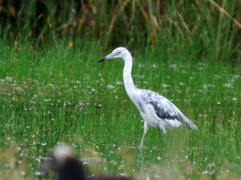 スミレサギ （若鳥２態-2） マイアミ近郊　フロリダ　米国 near by Miami, Florida, USA 2013/06/05　Photo by Kohyuh