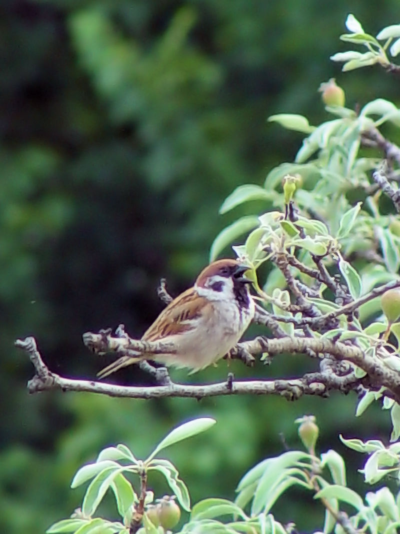 スズメ（２態）　ホルトバージ国立公園　プスタ　ハンガリー　Hortobagy National Park - the Puszta, Hungary　2007/05/28 Mon　Photo by Kohyuh