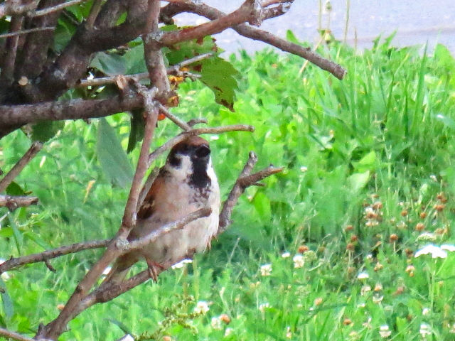 スズメ（２態-1）　スーズダリ　ウラジミール市　モスクワ郊外　ロシア　Suzdal, Vladimir, suburb of Moscow　2016/07/16　Photo by Kohyuh