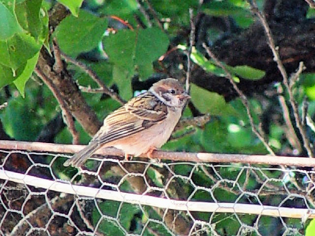 A XY@c @hiEf^@[}jA@Delta Dunarii, Romania@2008/06/11@Photo by Kohyuh