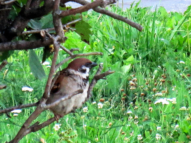 スズメ（２態-2）　スーズダリ　ウラジミール市　モスクワ郊外　ロシア　Suzdal, Vladimir, suburb of Moscow　2016/07/16　Photo by Kohyuh