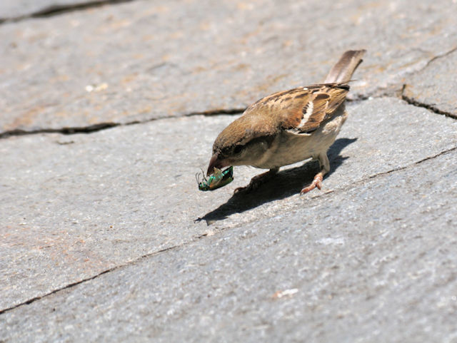 スズメ（６態-3）　ラヴェンナ　イタリア　Ravenna, Italia　2019/06/19　Photo by Kohyuh