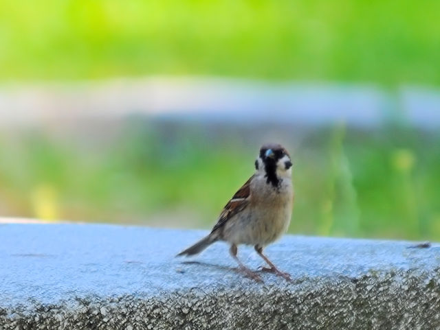 スズメ（６態-4）　ラヴェンナ　イタリア　Ravenna, Italia　2019/06/19　Photo by Kohyuh