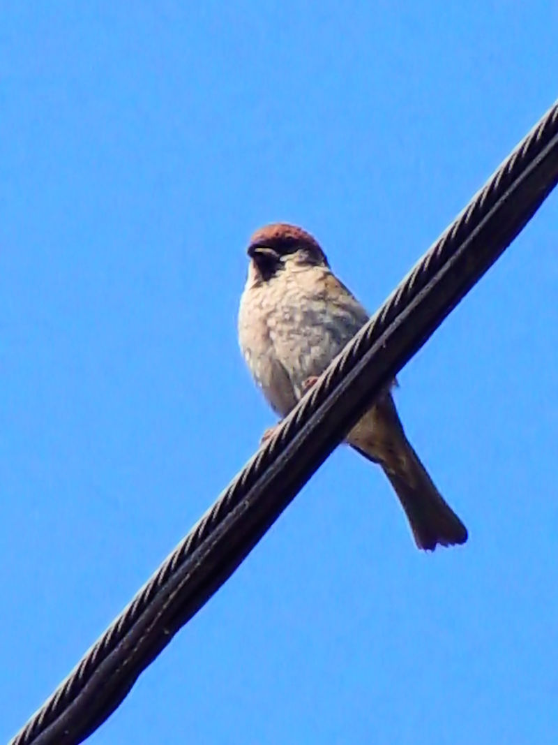 スズメ（２態）　ホルトバージ国立公園　プスタ　ハンガリー　Hortobagy National Park - the Puszta, Hungary　2007/05/28 Mon　Photo by Kohyuh