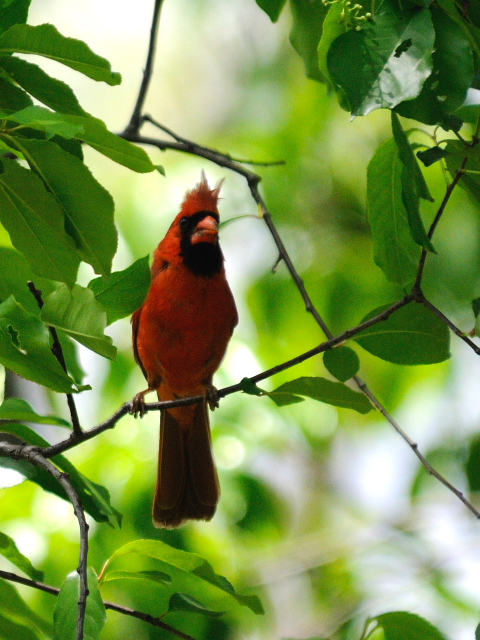 ② ショウジョウコウカンチョウ ♂　成鳥　セントラル・パーク　ニューヨーク　米国　Newyork, America　2013/05/13　Photo by Kohyuh