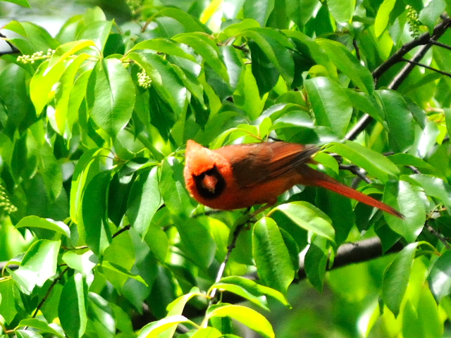 ③ ショウジョウコウカンチョウ ♂　成鳥　セントラル・パーク　ニューヨーク　米国　Newyork, America　2013/05/13　Photo by Kohyuh