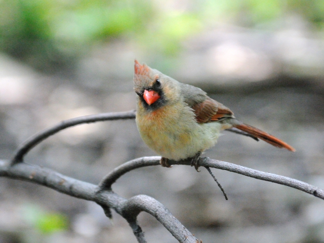 ④ ショウジョウコウカンチョウ ♀　成鳥　セントラル・パーク　ニューヨーク　米国　Newyork, America　2013/05/13　Photo by Kohyuh